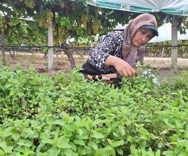 Sarıgöl'ün tarhanalık nanesi kış için toplandı