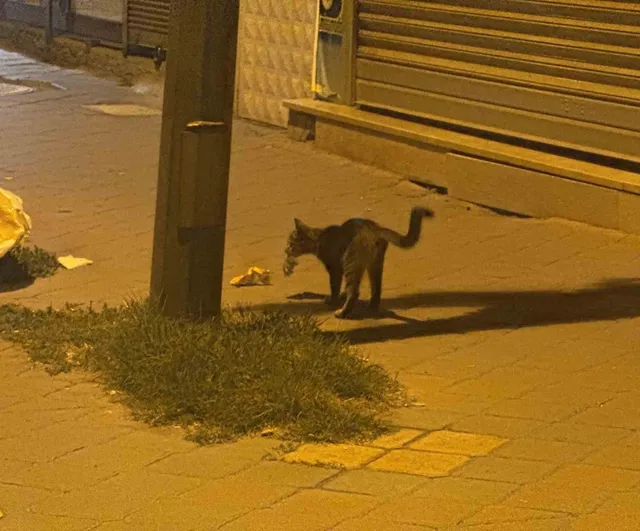 şehir merkezinde 20 dakika süren kedi ve fare oyunu kamerada