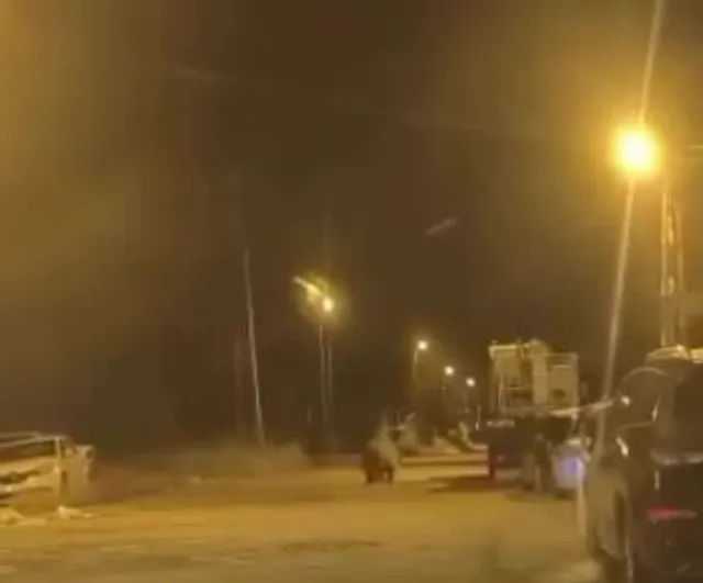 Sinop’ta gecenin misafiri: ayı ilçe merkezinde araçların arasında dolaştı