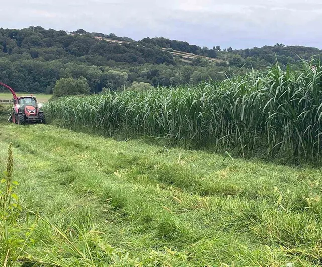 Sinop’ta maralfalfa üretimiyle kaba yemde yeni alternatif denemesi başladı