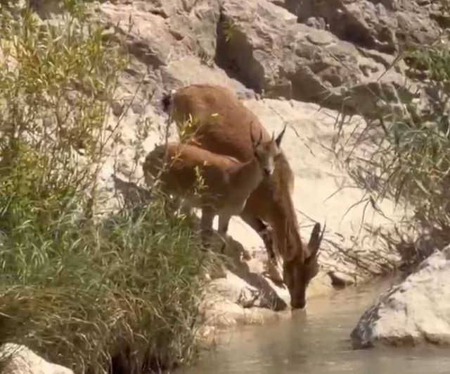 Tohma çayı kıyısında su molası: Darende'de yaban keçilerinin sürü görüntüsü