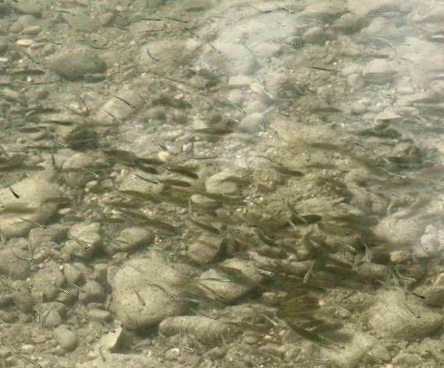 Uluköy barajı stokları 75 bin sazan yavrusuyla güçlendirildi