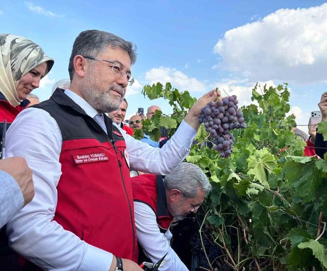 Üretimde umut: Kalecik'te bağ bozumu ve 3 milyon 850 bin ton hedefi