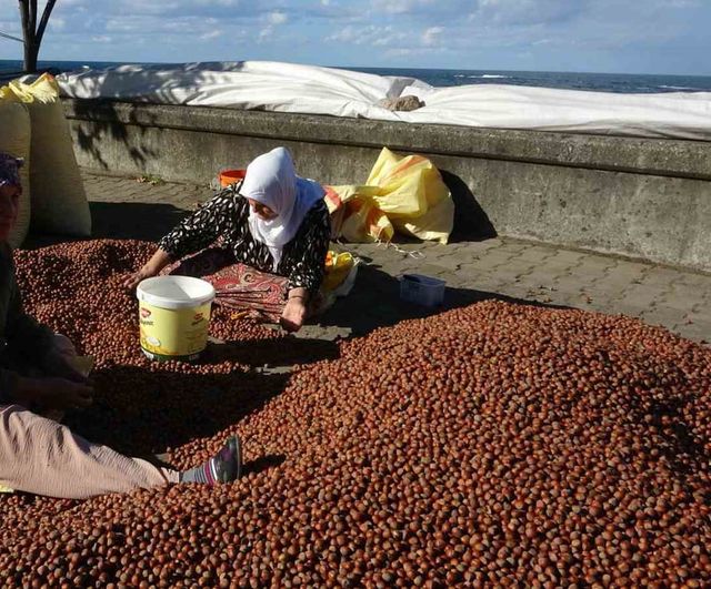 Yağmur kurutma planlarını sekteye uğrattı, sahil yolu harmana döndü