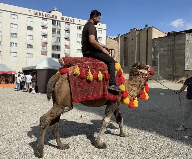 Yüksekova'da hayvanlarla kurulan nostalji köşesi: develer ve midilli atları ilgi gördü
