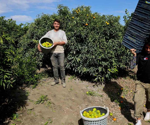 Adana'da erkenci mandalina hasadı başladı, üretici ihracat umudu bekliyor