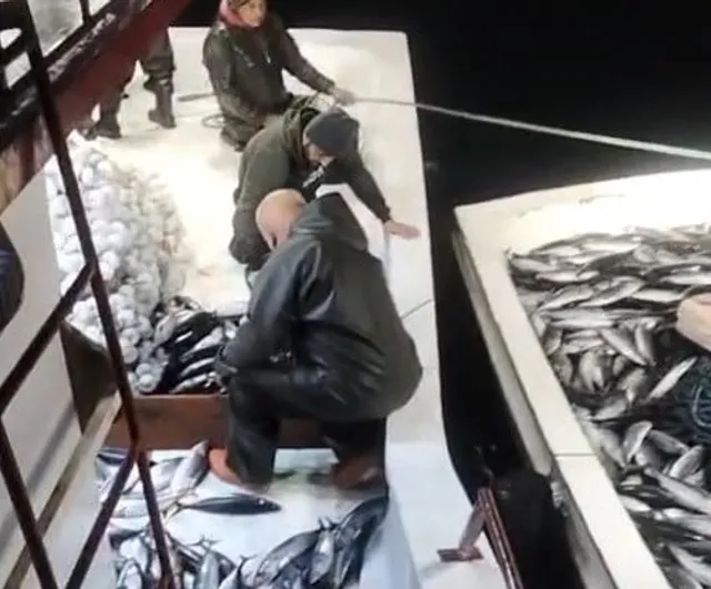 Ayancık açıklarında tekne dolmayan av: 5 bin palamut için komşu tekne yardım etti