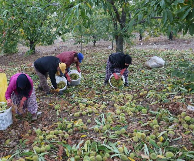 Aydın dağlarında hasat sona erdi: dökeklerde olgunlaşan kestane için 50 bin ton beklentisi