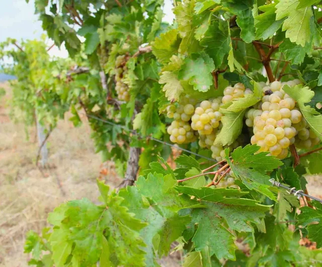 Bağlarda imece ve bereket: Afşin'de Kabarcık üzümünde hasat