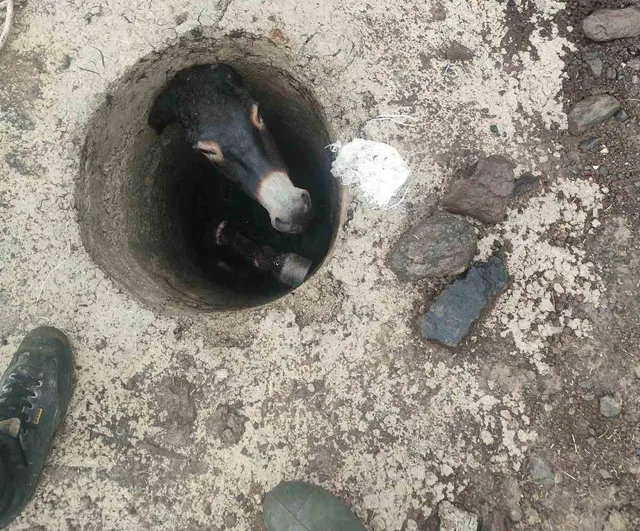 Bahçecik'te itfaiyenin müdahalesiyle kuyudan çıkarılan eşek sahibine teslim edildi