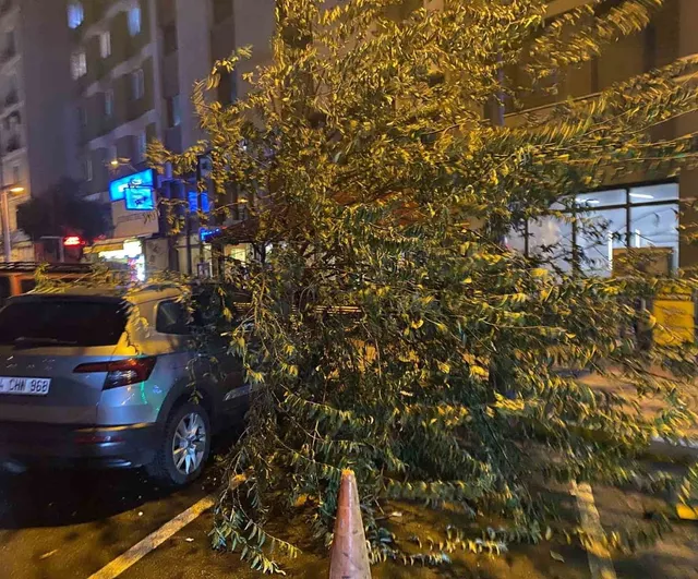 Bandırma'da fırtına iğde ağacını kökünden söküp park halindeki araca devirdi