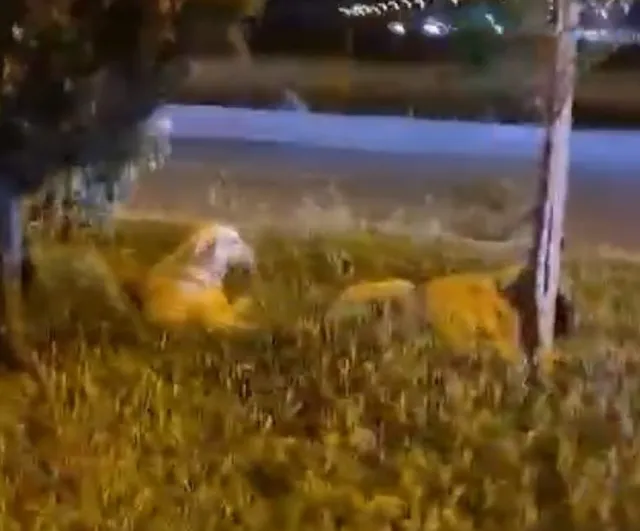 Batman'da koşu yaparken 'saldırmazlar' diyen vatandaşa refüjdeki köpekler saldırdı