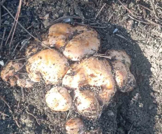 Beypazarı'nın yükseklerinde kanlıca mantarı bereketi başladı