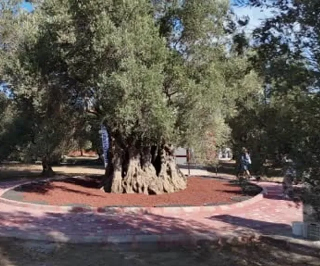 Bin yıllık zeytin ağacından toplanan yağ aynı gün tattırıldı