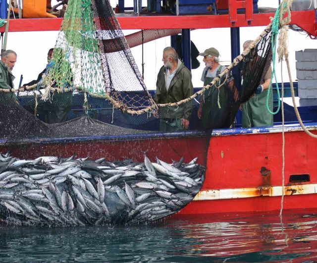 Bol palamut ucuzladı, balıkçılar av baskısıyla karşı karşıya