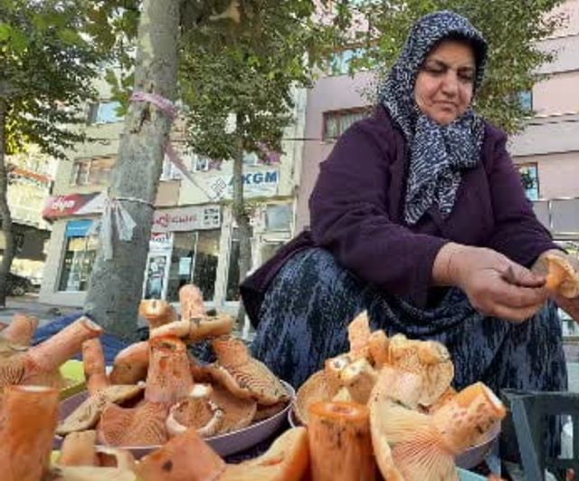 Bolu'da ormanlardan kova kova toplanıp pazara çıkan kanlıca mantarı rağbet görüyor