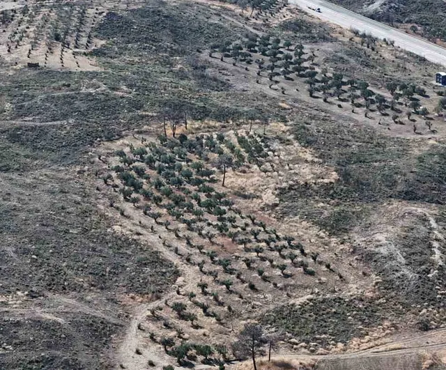 Çanakkale'nin külleri yeşeriyor: yanan ormanlarda yeni hayat