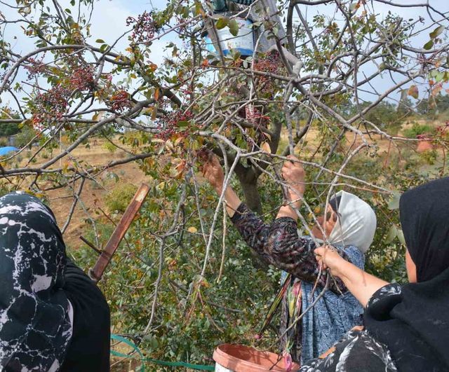 Dağların kırmızı bereketi: çitlembik kadınların gelir kapısı oldu