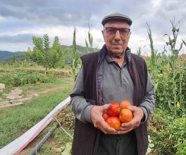 dedenin mirası ata tohumu domatesi bahçede yaşatıyor