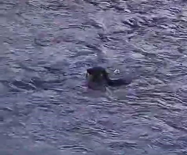 Dicle Nehri'nde nadir misafir: su samurunun av anı