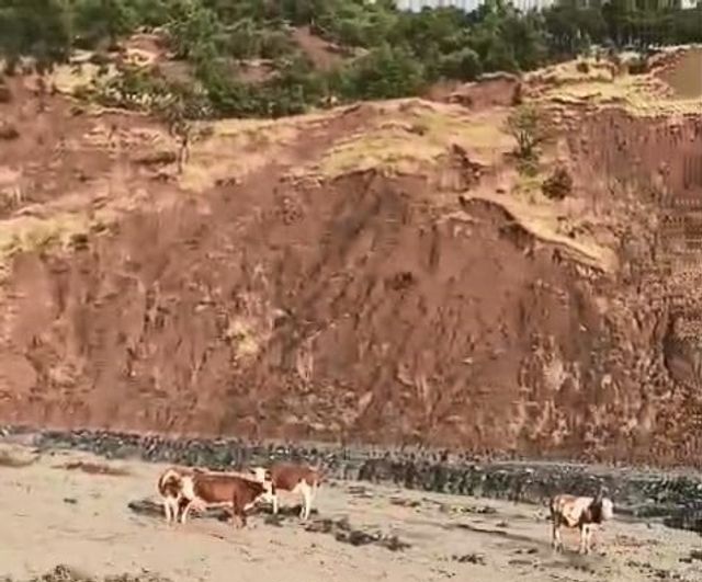 Elazığ'da taşkın otlayan inekleri arazide mahsur bıraktı