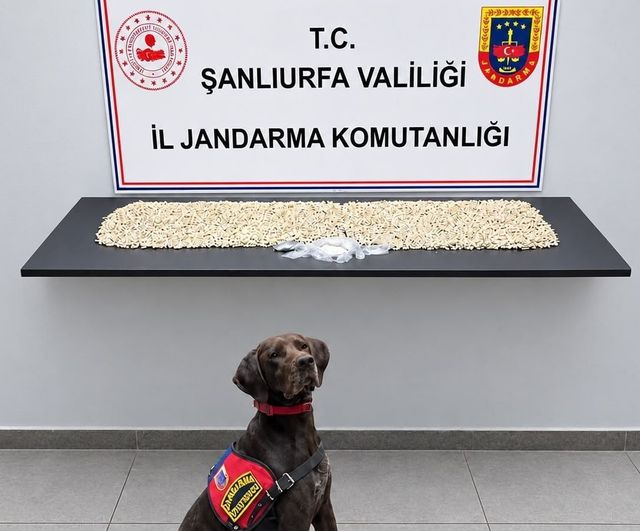 Eyyübiye'de ikamet aramasında binlerce captagon ve metamfetamin bulundu