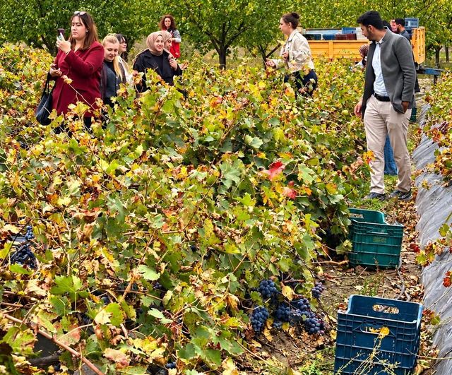 Gençler bağda el birliğiyle öğreniyor: Üzümlü'de üniversiteliler üzüm hasadına destek verdi