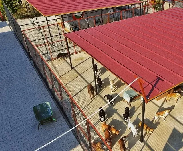 Germencik'te sevgiye hazır can dostlar yeni yuvalarını arıyor