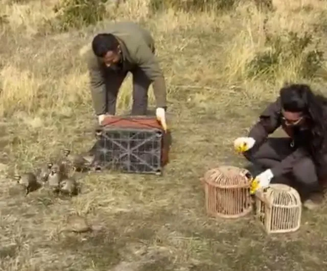 Göçer çadırlarında yakalanan keklikler doğaya bırakıldı