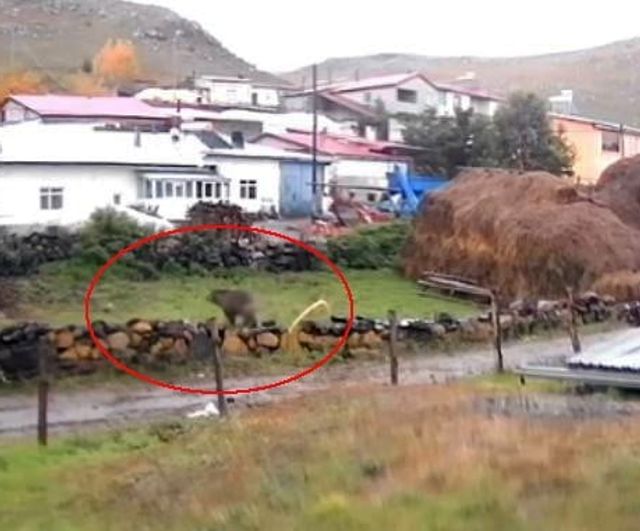 Gündüz vakti Ölçek köyüne inen bozayı köyde tedirginlik yarattı