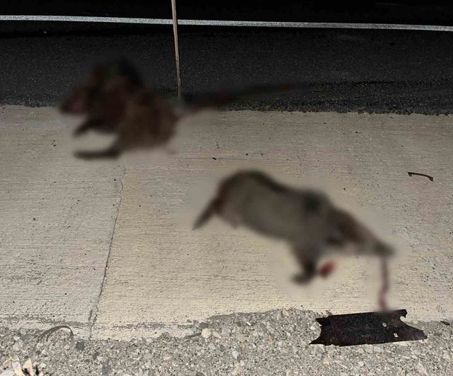 Hanönü'nde yola çıkan domuz sürüsü kazaya yol açtı: iki kişi yaralandı