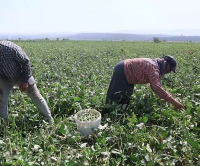 Hatay'da el emeğiyle toplanan lübyenin hasadı başladı: tarlada ucuz, rafta pahalı