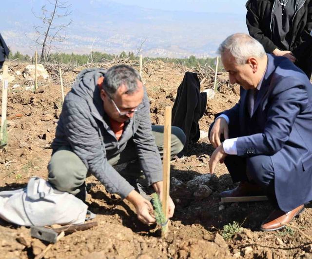 Karabük'te ErasmusDays kapsamında 192 katılımcı 250 fidan dikti