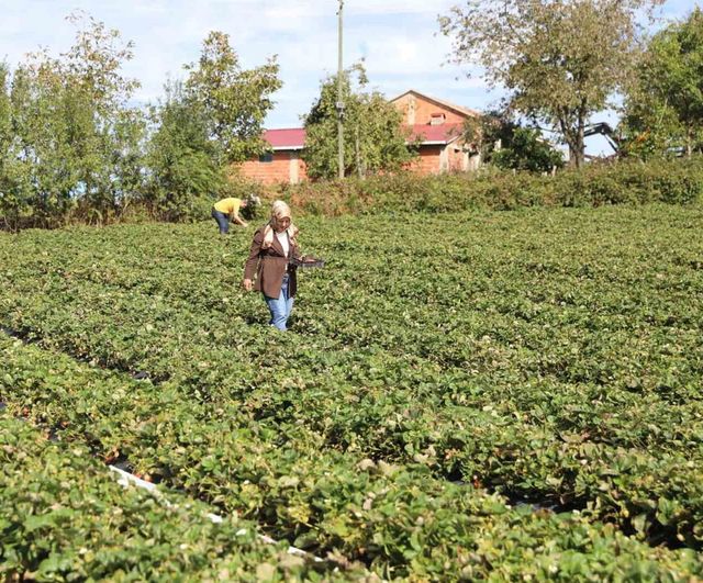Kent peyzajından sera topraklarına: Alaçam'da çilek işine dönüşen meslek