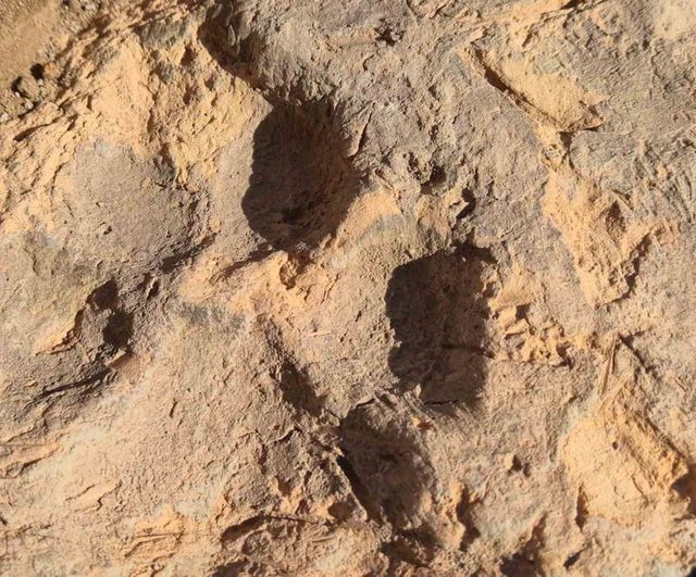 Kerpicin bıraktığı iz: Tavşanlı Höyük'te yaklaşık 4 bin yıllık köpek pati izleri