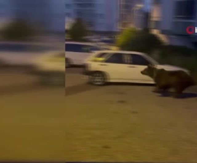 Kızılcahamam sokaklarına inen ayılar ilçe sakinlerini tedirgin ediyor