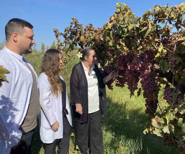 Manisa üzüm çeşitlerinin genom dizisi bilim dünyasına açıldı