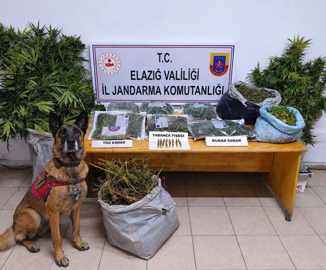 Oymaağaç'ta kenevir tarlası ve esrar operasyonu: 3 şüpheli tutuklandı