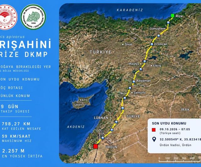 Rize'den Ürdün'e çipli göç: arı şahini 9 günde 798 kilometre kat etti