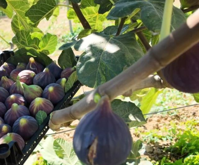 Şarköy'de incirde yeni uygulama: ilekleme ve telli terbiye ile verim artışı