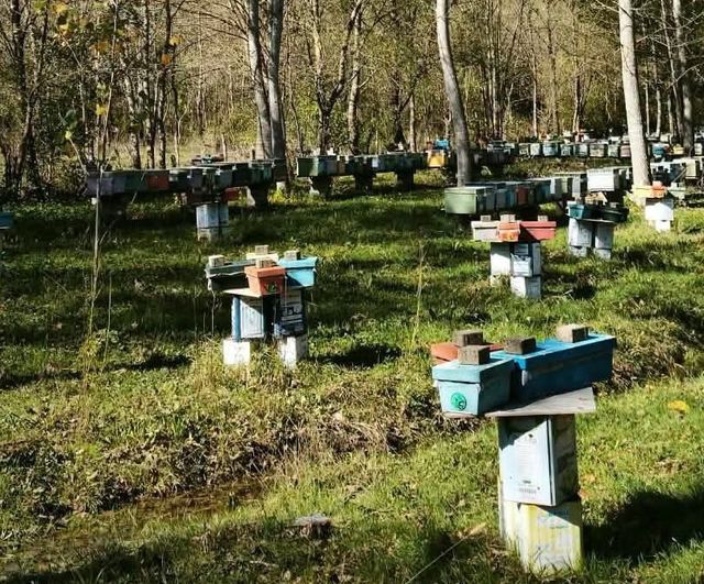 Son 5 gün: Bartın'da arılı kovan destek başvuruları 30 ekim'de sona eriyor