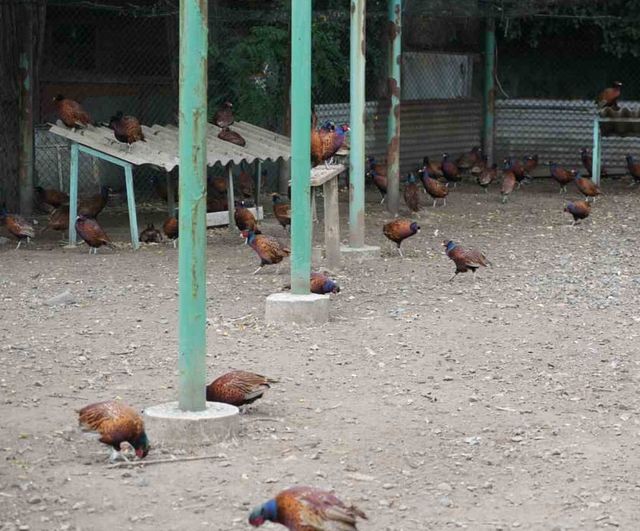 Sülünlerle fındığın düşmanına biyolojik savunma