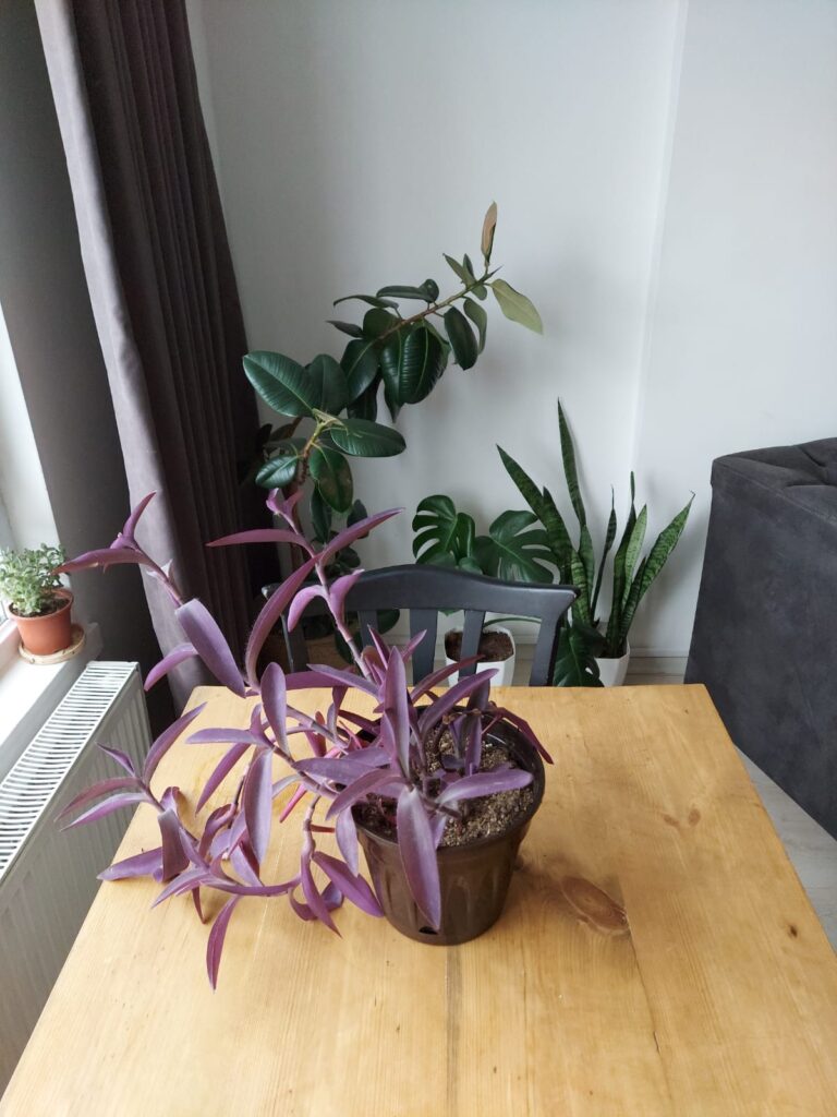 Samsung Galaxy M51 Özellikleri ve İncelemesi