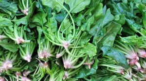 Çocukların Tüketmesi Gereken Temel Besinler