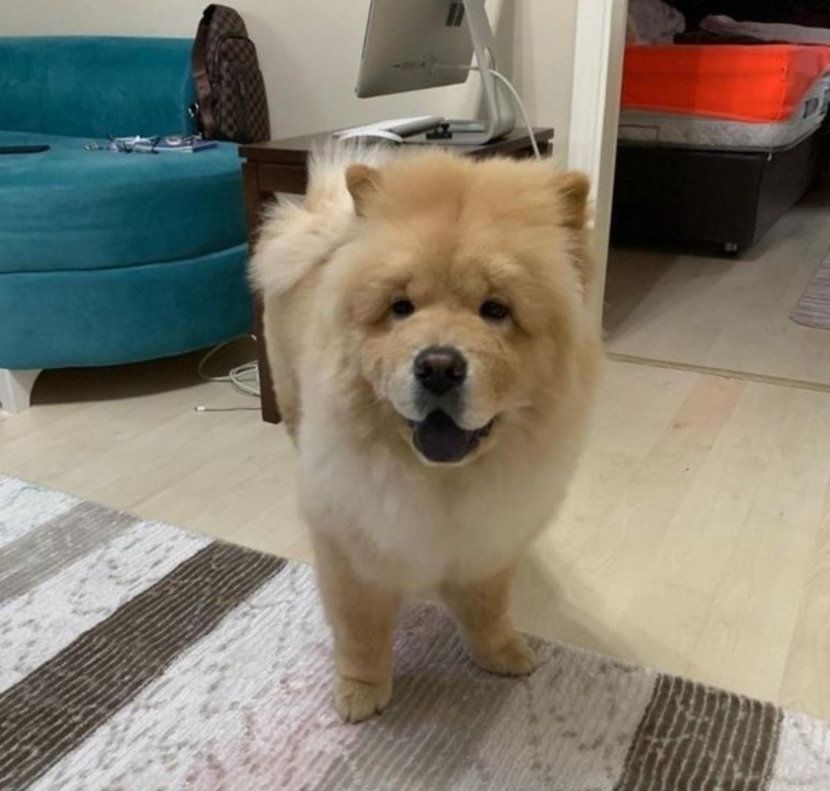 İşletme sahibinin köpeği Ali Kal'ın kulağını kopardı