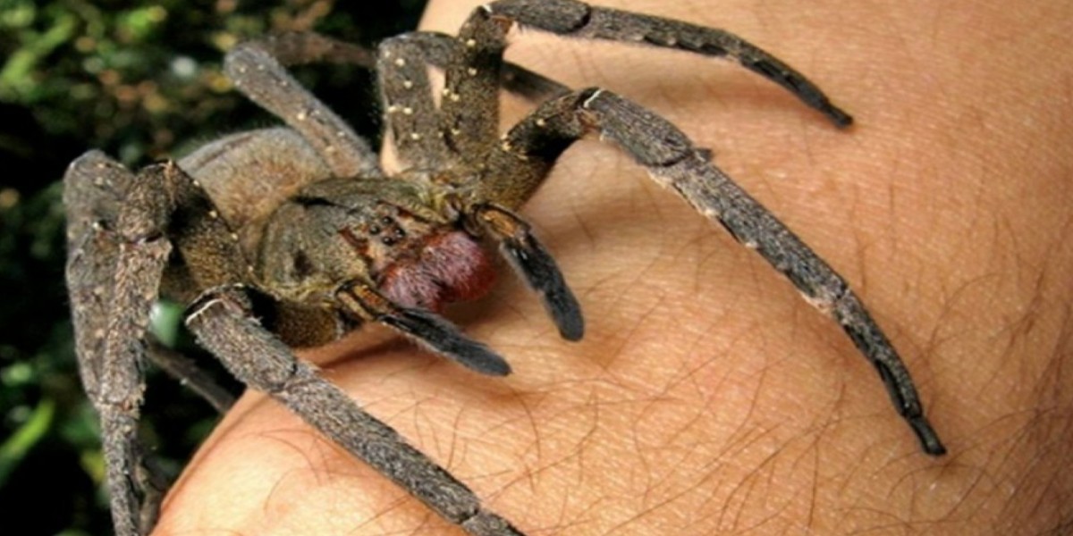 örümcek zehri cinsel sorunları çözüyor