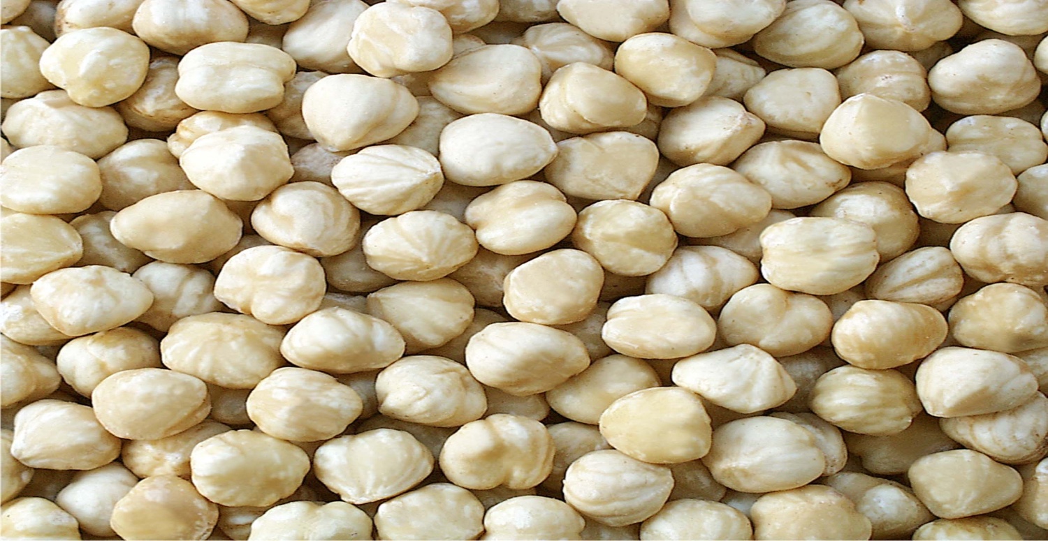 fındık fiyatları 2023