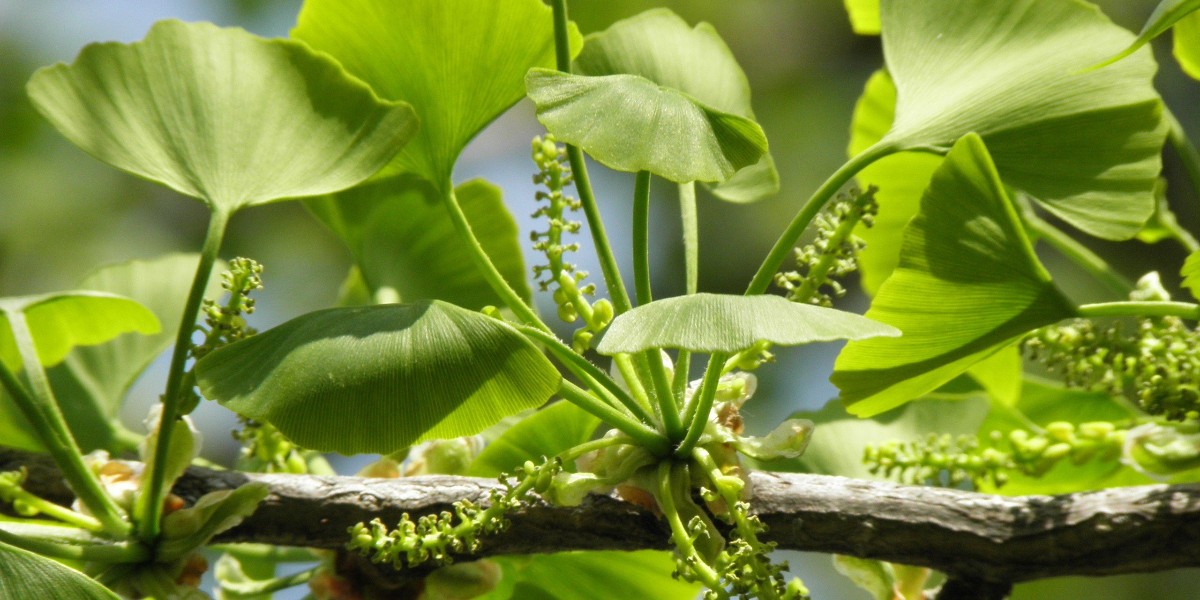 Ginkgo biloba