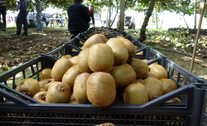 Ordu’da kivi hasadı başladı: Sağlığa faydaları saymakla bitmiyor