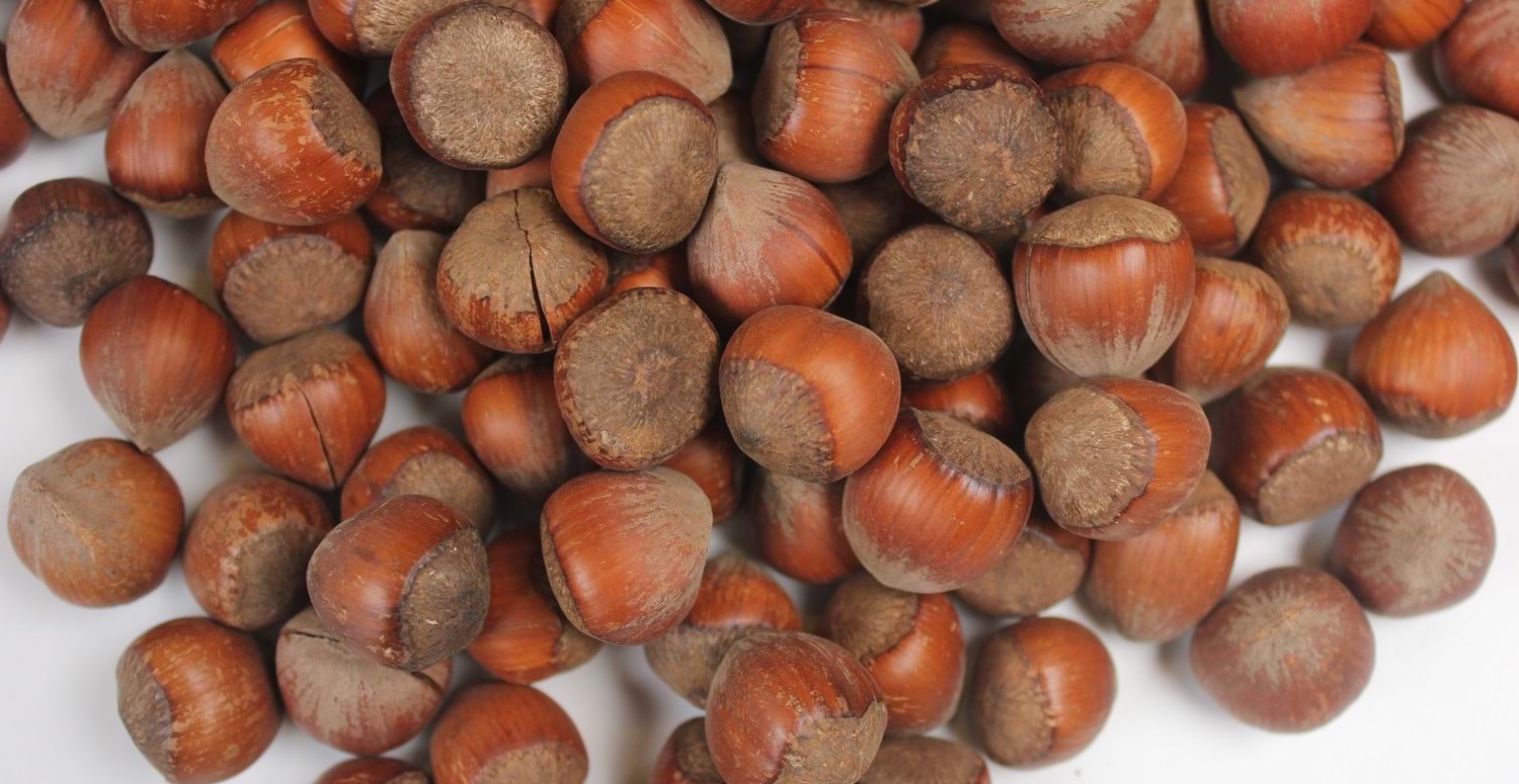 kabuklu fındık fiyatları